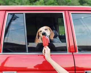 Illustration for article titled Cool FJ60 pics W/Maddie the Coonhound
